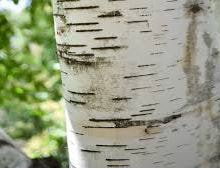 Birch Bark Extract - CaribNP